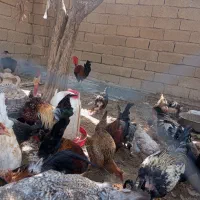 مرغ وخروس|حیوانات مزرعه|ریگ, |دیوار