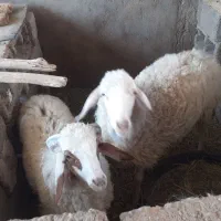 میش بره نر فروشی