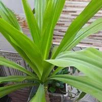 گل ذرتی|گل و گیاه طبیعی|کازرون, |دیوار