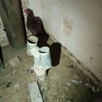 خروس|حیوانات مزرعه|تربت‌حیدریه, شهرک ولیعصر|دیوار