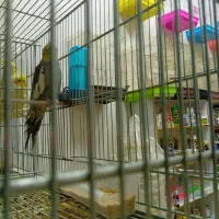 انواع طوطی  مرغ عشق.برزیلی.فنچ.عروس هلندی.گیرینچیک|پرنده|الوند, |دیوار