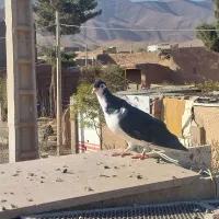 چپ سیاه نر و یک ساده سیاه افشون فروشی|پرنده|جلگه رخ, |دیوار