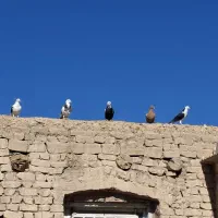 کفتر پرشی|پرنده|قهستان, |دیوار