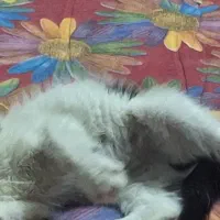 واگذاری بچه گربه رایگان