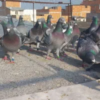 مسافتی مسابقه رفته تا 420کیلومتر