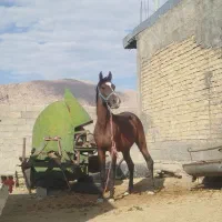 اسب