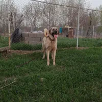 ماده عراقی ۳ساله|سگ|ابهر, |دیوار