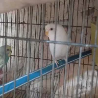 دو جفت مرغ عشق کارداده در جوین|پرنده|سبزوار, بیهق شرقی|دیوار