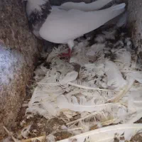 فروشی شش جفت طوقی پالخت|پرنده|بستک, |دیوار