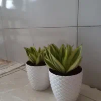 گلدون سانسوریا|گل و گیاه طبیعی|ری, تقی آباد|دیوار