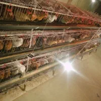 قفس مرغ تخمگذار