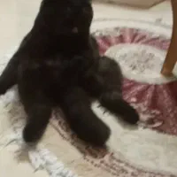 گربه  زیبا  اسکاتیش