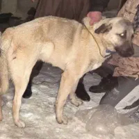 سگ پژدر