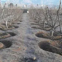 اعزام نیروی خدمات برای باغات