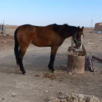 اسب|اسب و تجهیزات اسبسواری|جوین, |دیوار