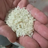 برنج طارم هاشمی فریدونکنار دانه درشت
