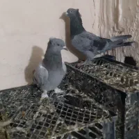 معاوظه بالاری کبوتر ترکیه