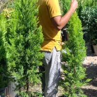 لاوسون طلایی|گل و گیاه طبیعی|شیراز, میرزاکوچک خان|دیوار