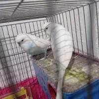 مرغ عشق انگلیسی