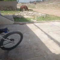 اسب|اسب و تجهیزات اسبسواری|کوهرنگ, |دیوار