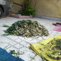 پیازوک ( پیاز کوهی )