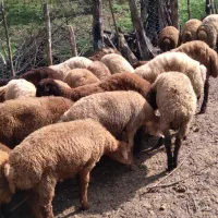 گوسفند زنده|حیوانات مزرعه|ماکلوان, |دیوار