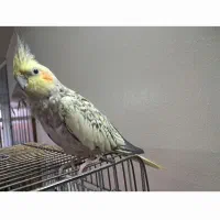 عروس هلندی|پرنده|برخوار, |دیوار