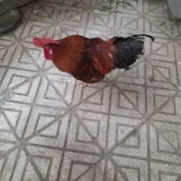خروس