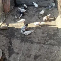 کبوتر گرفتنی|پرنده|سمنان, |دیوار