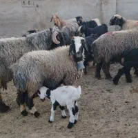 ۳میش بره داروقوچ و بز|حیوانات مزرعه|شیراز, علی آباد|دیوار
