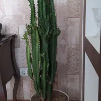 کاکتوس افوربیا