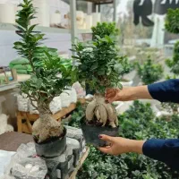 فروش کلی وجزیی بامبو بونسای  ارسال به سراسر کشور|گل و گیاه طبیعی|تهران, مشیریه|دیوار