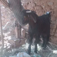 گوسفند فروشی