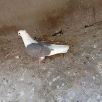 کفتر معاوضه با کلافه