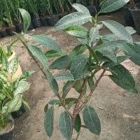 گل عمده کلی تک