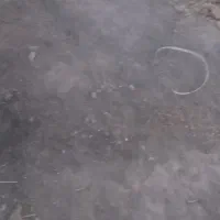 سگ فروشی قیمت ۴۰۰۰۰۰۰تومان