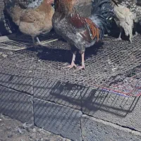 فروش خروس محلی