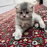 فروش گربه ی بریتیش