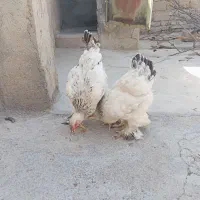 مرغ خروس برهما|حیوانات مزرعه|گنبد کاووس, |دیوار