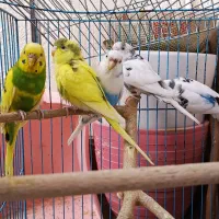 مرغ عشق