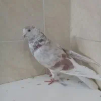 ماد پیس پرشی بشرط و دوتا جوجه سوسکی پرشی عالی