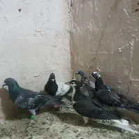 ۷تا کفتر قلدور بشرط پرشی سالمی