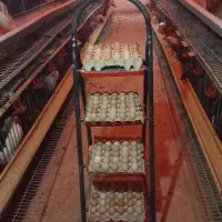 تخم مرغ رسمی محلی|خوردنی و آشامیدنی|تهران, جردن|دیوار