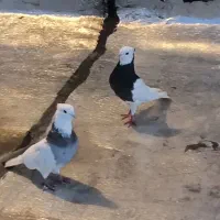 کبوتر جفت طوقی نرو ماده مست