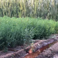 نهال دوساله دسته بیلی و دسته طی|گل و گیاه طبیعی|میاندوآب, |دیوار