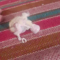 جوجه عروس لوتینو ۵ روزه