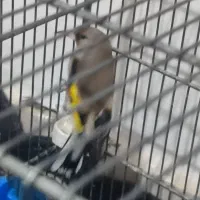 ۲ عدد سهره|پرنده|بندرعباس, |دیوار