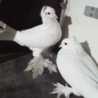 جفت سِفید کاکُلی پَرپا