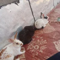 خرگوش