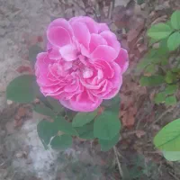 باغبانی.|خدمات باغبانی و درختکاری|شوشتر, |دیوار